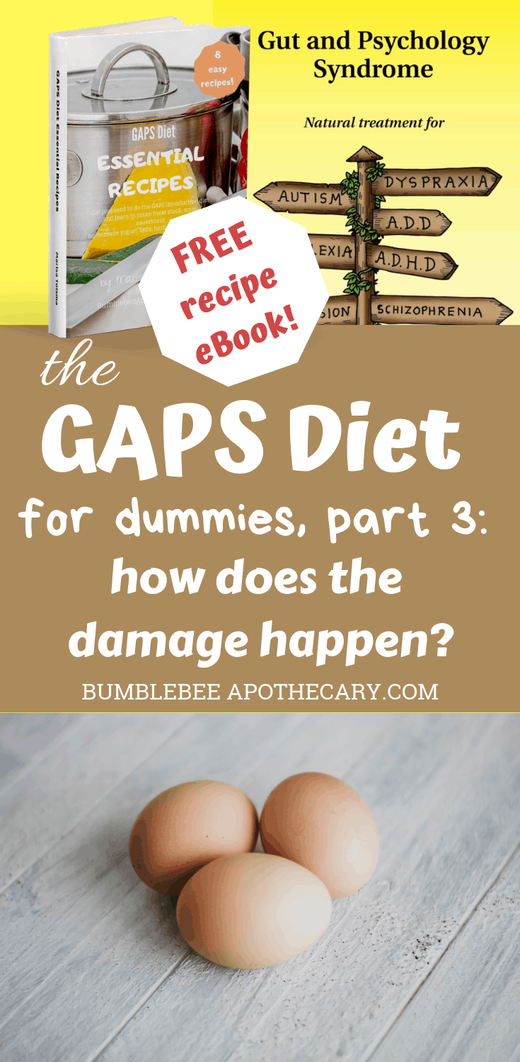 The GAPS Diet for Dummies, Part 3: How Does the Damage Happen? Lean all about what damages gut flora, so you know what to avoid! #gaps #gapsdiet #healgutflora #healleakygut #healallergies #healeczema #healautism