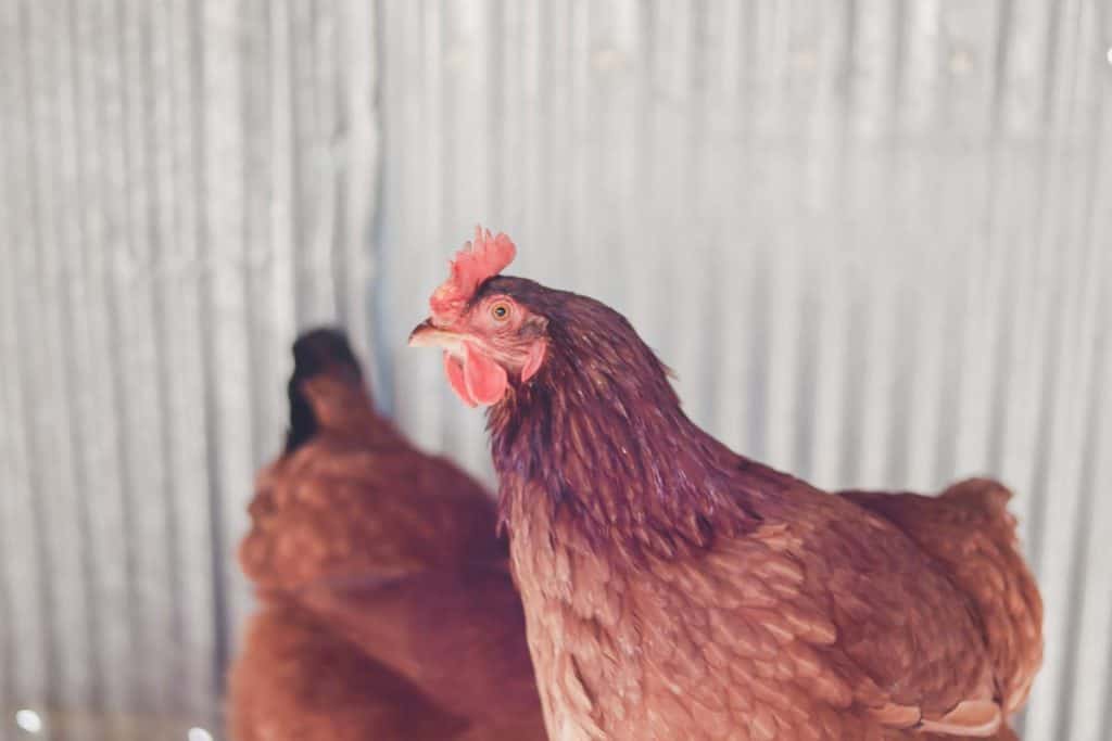 How to keep backyard chickens